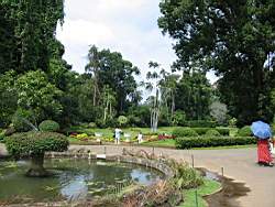 Peradeniya-Garden, Kandy